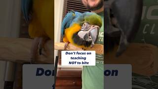 How to train 15 months old Macaw NOT to bite [upl. by Fabron]