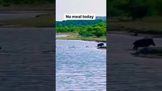 Mr Warthog V6 Submarine 0100 KMH 5 sec Lazy Crocodile  No meat Today 😂😂😂😂😂😂 [upl. by Fernandina729]