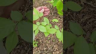 The American hop hornbeam Ostrya virginiana a giant city understory tree [upl. by Scibert]