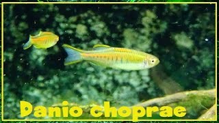 Danio choprae  Hora 1928  Cyprinidae  Celestichthys choprae  082017 [upl. by Grimaldi]