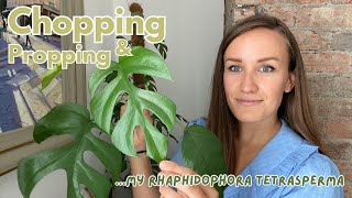 Propagating my HUGE Rhaphidophora Tetrasperma aka Mini Monstera [upl. by Ramona574]