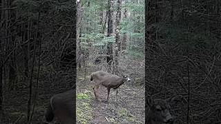 Blacktail Deer Shed Buck [upl. by Atniuqal468]