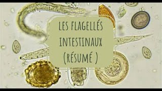 LA PARASITOLOGIE 🦐 EN RÉSUMÉ 3 flagellés intestinaux [upl. by Fromma]