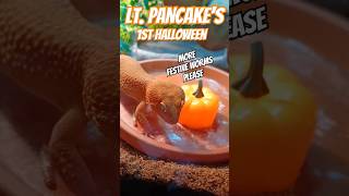 Lieutenant Pancake the Leopard Geckos 1st Halloween leopardgeckos funny luigismansion [upl. by Rikahs]