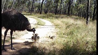 Emu and chicks August 2021 [upl. by Tyre580]