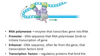 Eukaryotic Gene Regulation [upl. by Atteuqcaj78]