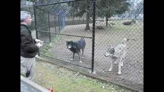 Wolf feeding at the zoo [upl. by Luas]