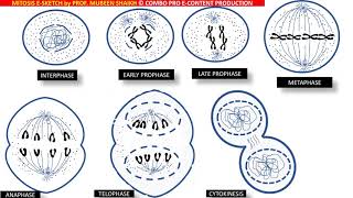 Mitosis ESketch depicting process amp 4 stages cell division prophasemetaphaseanaphasetelophase [upl. by Rimidalb497]