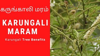 Karungali maram  Karungali kattai benefits  Karungali tree uses in tamil  Karungali tree [upl. by Godden284]