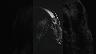 Jahseh dwayne ricardo onfroy i mean goat music [upl. by Nelra]