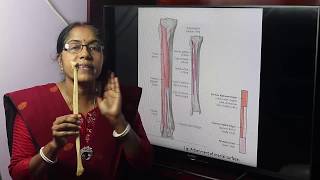 Lecture On Fibula [upl. by Dayiz]