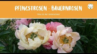 Was ist der Unterschied zwischen Bauernrose und Pfingstrose [upl. by Matthiew]