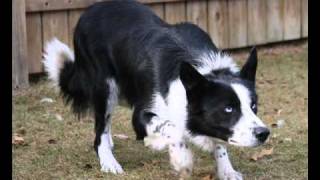 Border collie [upl. by Zanlog]