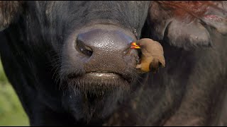 Oxpecker cleaning a buffalo’s nostrils and ears [upl. by Alderman]