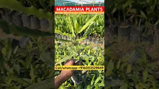 Macadamia plants in wholesale price macadamianuts macadamia seed seeds farming farm shorts [upl. by Akinhoj]