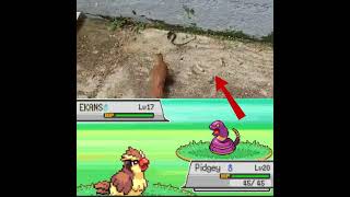 Pidgey Vs Ekans  Full Fight HD [upl. by Arza]