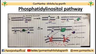 Phosphatidylinositol Signaling Pathway  Cell Signaling Pathway [upl. by Atnahsa]