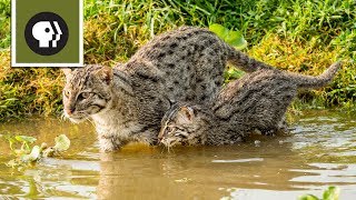 Fishing Kittens See Water For the First Time [upl. by Adnuahsal171]