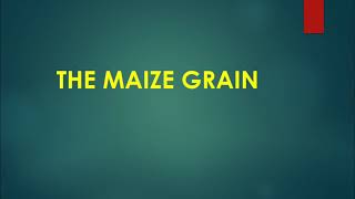 Structure of a maize grain [upl. by Granger465]