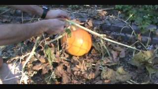 Time Lapse Pumpkin Vines Growing [upl. by Niroht]