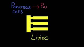 613 State the source substrate product and optimum pH conditions for one amylase one protease a [upl. by Sharos261]