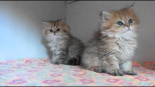 Chatons persan golden 9 semaines [upl. by Annuahsal]