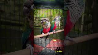 “Crimson Bellied Conure  Beautiful amp Playful Companion Ready for a New Home”conure ytshorts yt [upl. by Narhem]