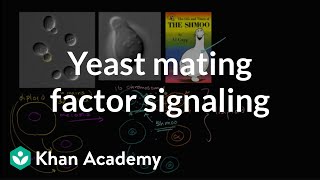 Cell signaling in yeast reproduction [upl. by Anits]