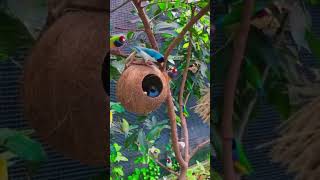 The wild macaw parrots l Fpisode dancemusic shot butiful ghanshyamyoutuber2543 [upl. by Einaffit]