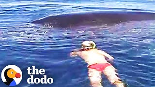 Diver Thought It Was Too Late To Save Lifeless Humpback Whale Until  The Dodo [upl. by Nipsirc]