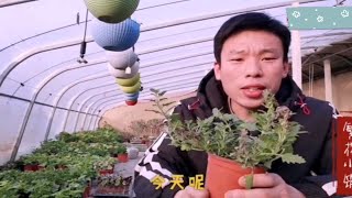 花卉灰霉病最常见的病害，灰霉病的危害和防治措施 [upl. by Libbey]