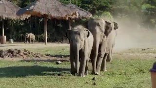 When an elephant herd meet with the tractor driver  ElephantNews [upl. by Valente125]