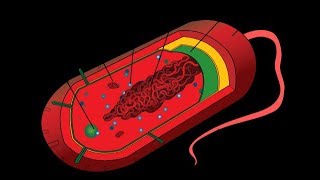 Microbiology of Prokaryotes Bacteria amp Archaea [upl. by Brownson]