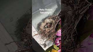 Awwbaby birds hatching birds reels youtubeshorts trending [upl. by Cassondra]