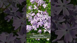 Teppich Phlox Emerald Cushion Blue [upl. by Atinra282]