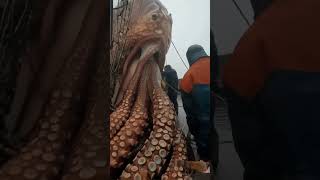 fishing seaworm 🐍 squid 🦑 あい fish すばらしい 釣り sealife amazing 海の生物 मछलीपकड़ने mancing [upl. by Anatnom]