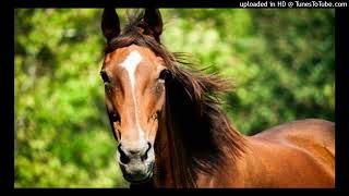 Sound Effect Horse Clydesdale whinny [upl. by Ikcir]