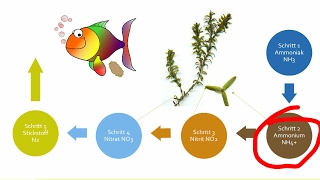 Aquarienpflanzen kostenlos düngen durch weniger Filterung [upl. by Greeson]