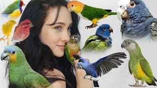 Pros and Cons of These Top 10 Beginner Parrots  Parakeets Conures Parrots and More [upl. by Chevy]