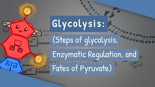 Glycolysis Steps of glycolysis Enzymatic Regulation and Fates of Pyruvate [upl. by Ardnauqal972]