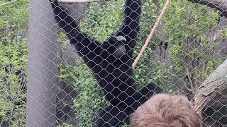 Siamang Sings With People [upl. by Pricilla140]