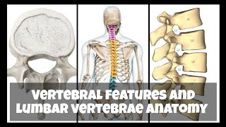 Vertebrae features and lumbar vertebrae anatomy brdmedicalcollege mbbs trending anatomy youtube [upl. by Adolf]