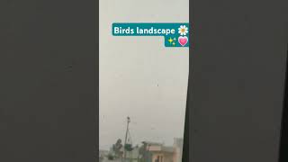 Birds 🐦 landscape 🌼🌻💖✅ naturevlogger birdsflying [upl. by Barnaby]