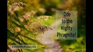 The Mighty Phragmite [upl. by Ydnik]