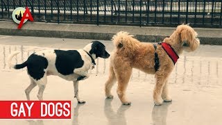 Rescue Dog Loses It When Seeing His Owner Return Home from Hospital [upl. by Quenby]