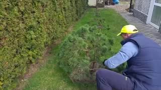 Jak zrobić drzewko Bonsai Formowanie sosny w bonsai Niwaki topiary Sosna Watereri [upl. by Gruchot]