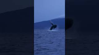 Humpback Jumping out of the water in Maui [upl. by Wessling]