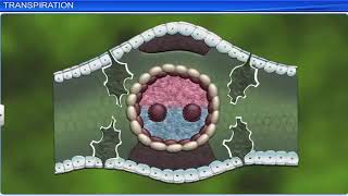 Photosynthesis in higher plants class 11 Biology [upl. by Auqinot488]