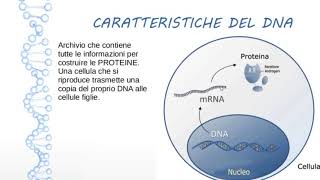 DNA E GENI Struttura FUNZIONI e DUPLICAZIONE del DNA [upl. by Jacob]