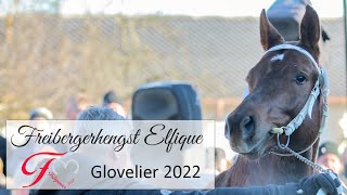 Freibergerhengst Elfique Glovelier 2022 [upl. by Aelegna]